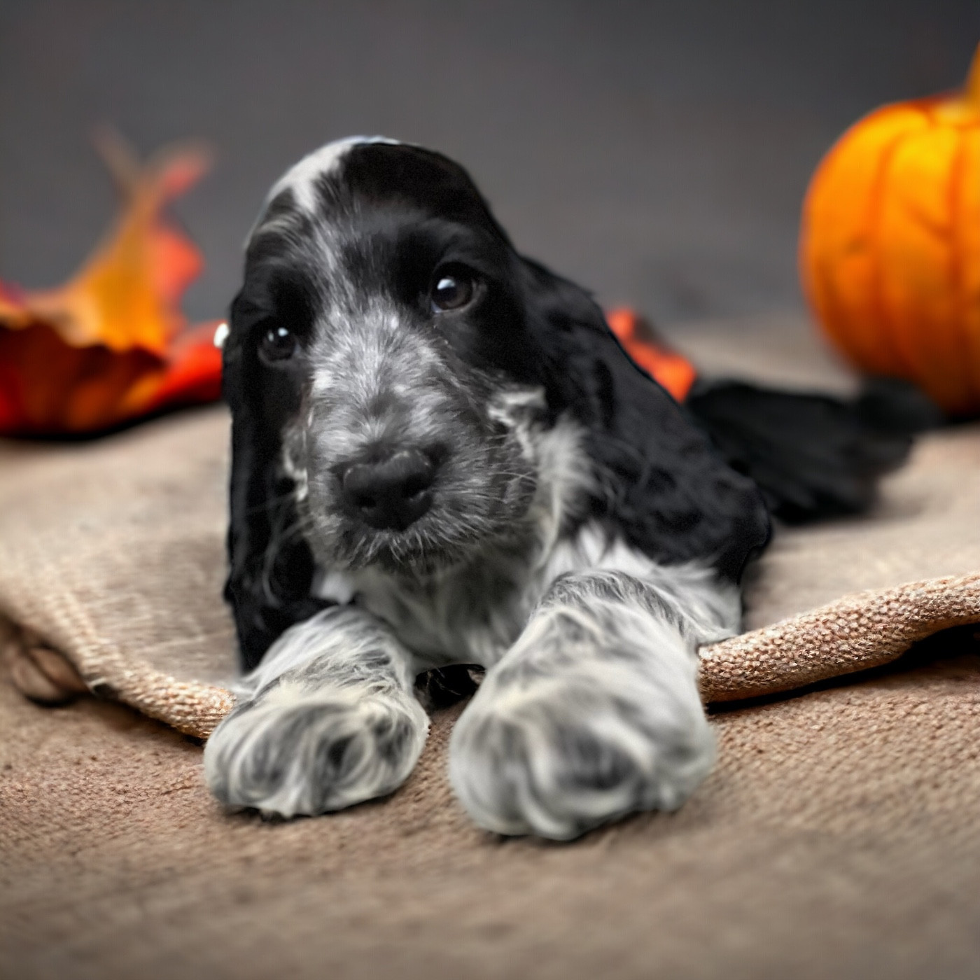 NAISSANCE PROCHAINE DES BEBES COCKERS