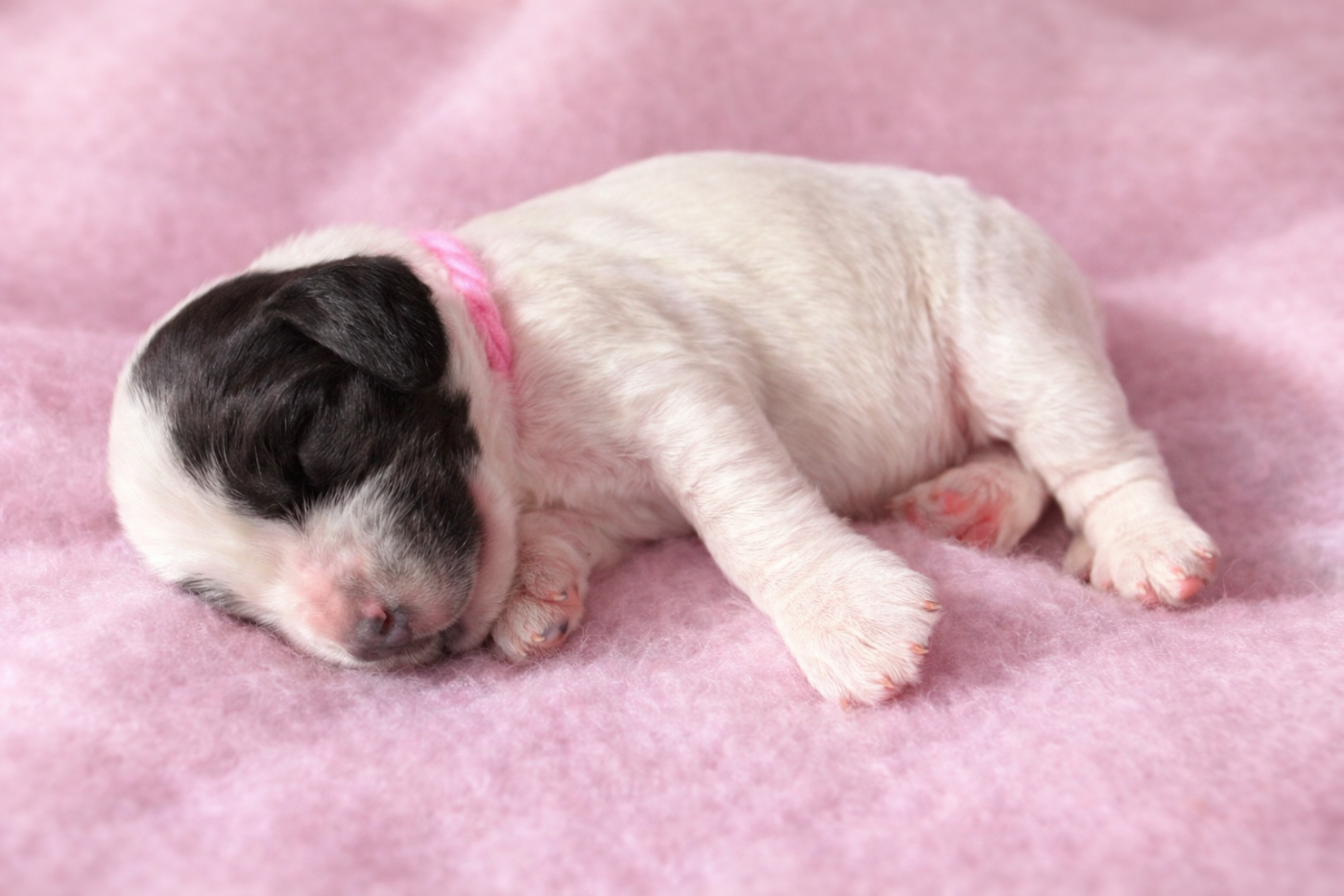 du Royaume des Merveilles d'Esmée - Chiots disponibles - Cocker Spaniel Anglais