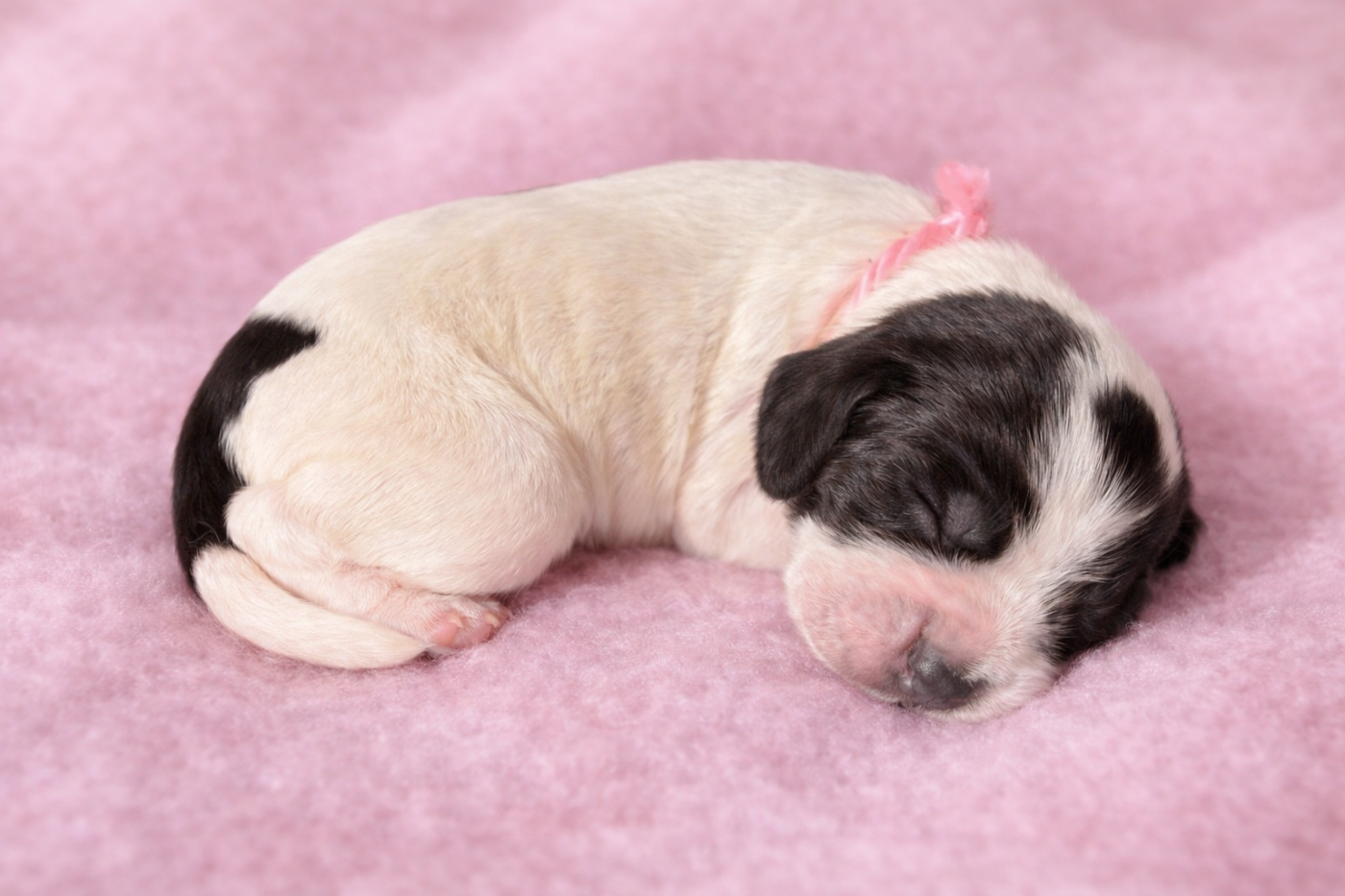 du Royaume des Merveilles d'Esmée - Chiots disponibles - Cocker Spaniel Anglais