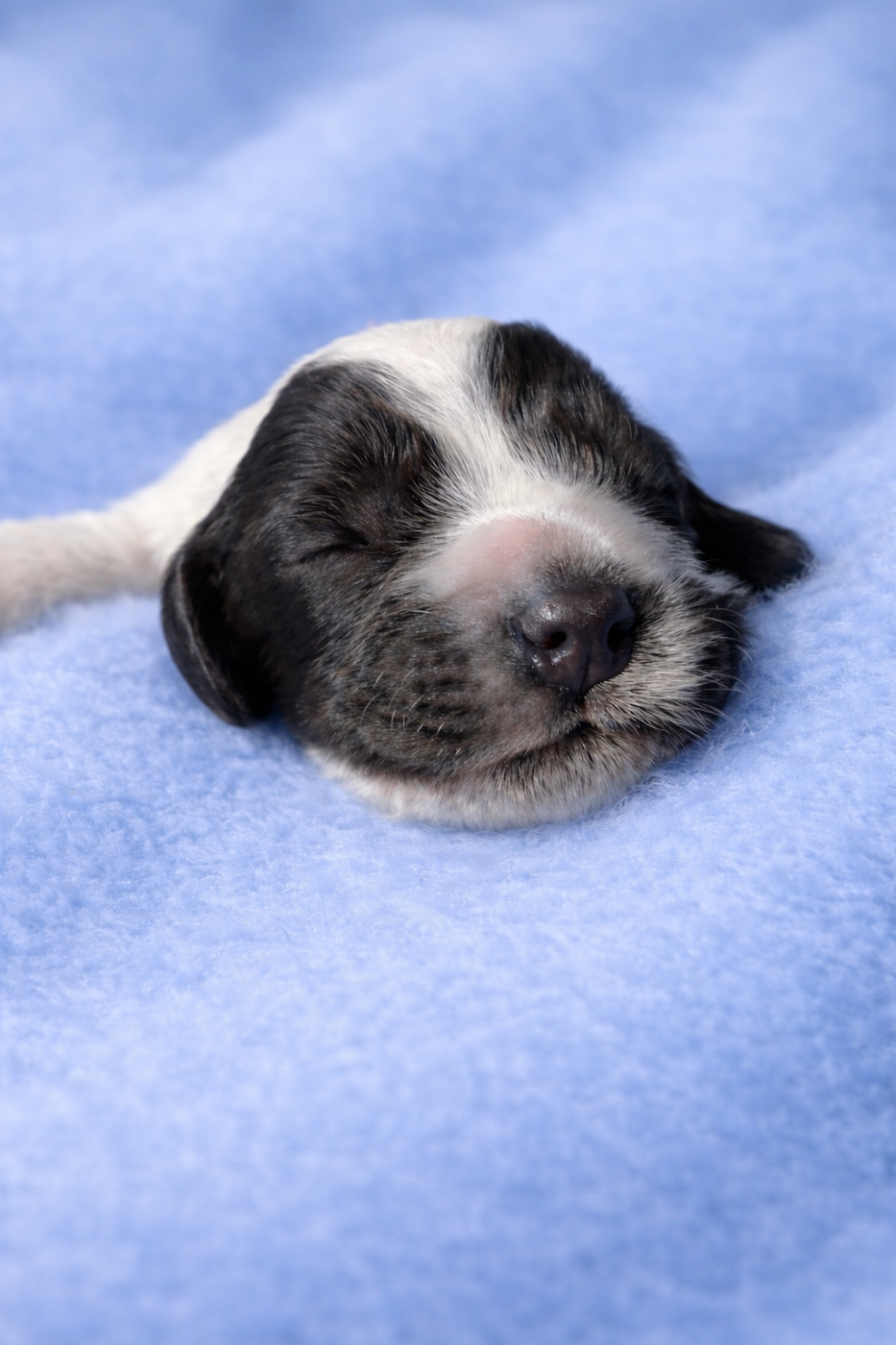 du Royaume des Merveilles d'Esmée - Chiots disponibles - Cocker Spaniel Anglais