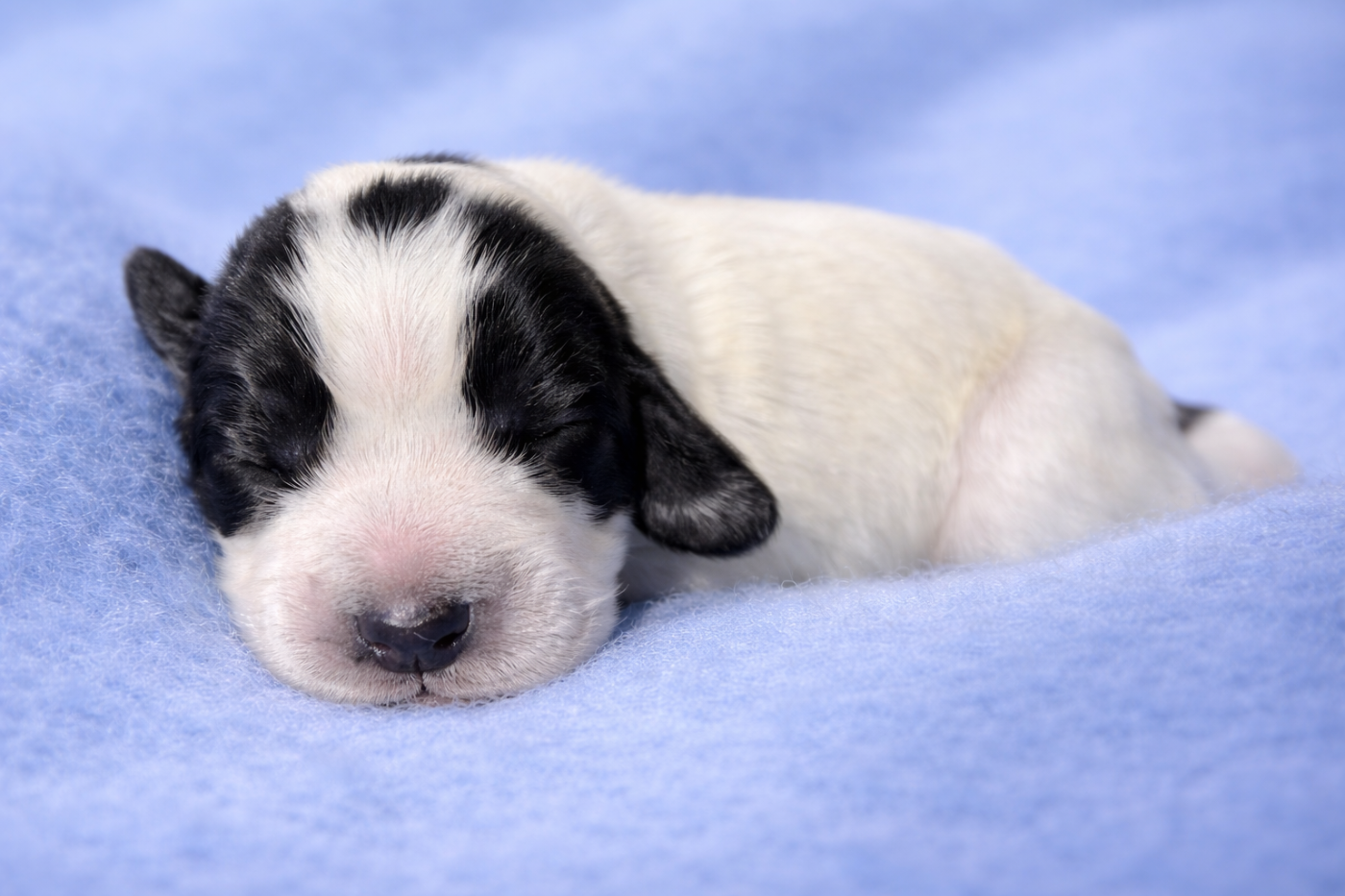 du Royaume des Merveilles d'Esmée - Chiots disponibles - Cocker Spaniel Anglais