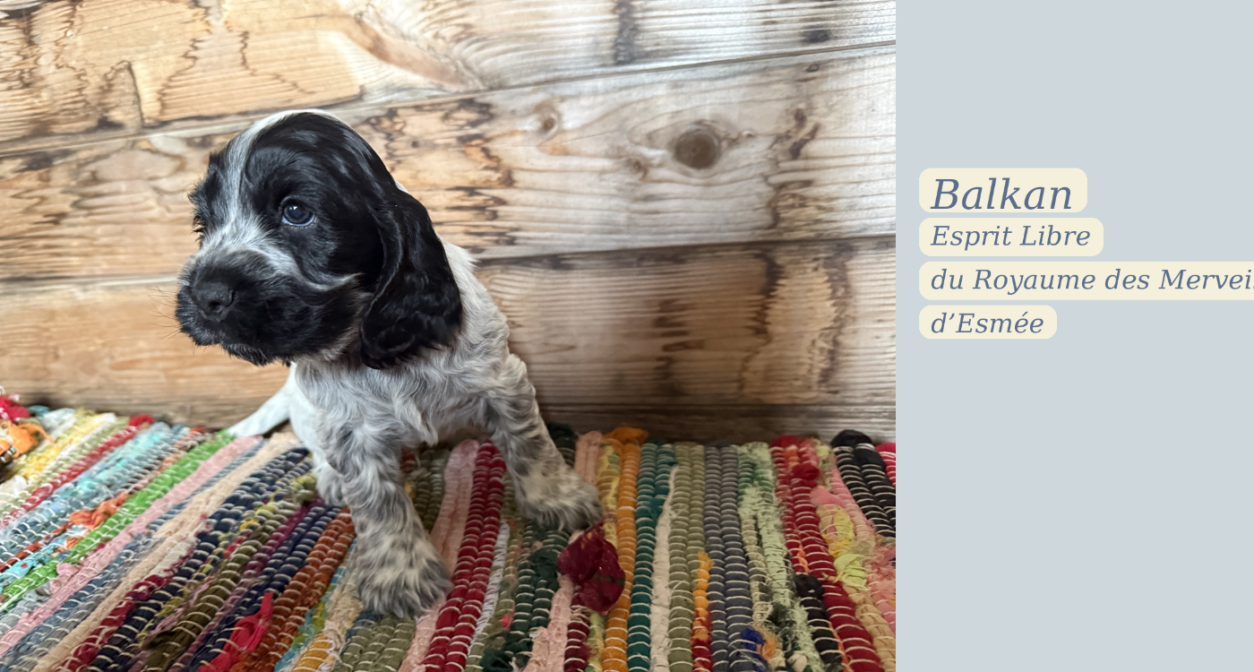 du Royaume des Merveilles d'Esmée - Chiots disponibles - Cocker Spaniel Anglais