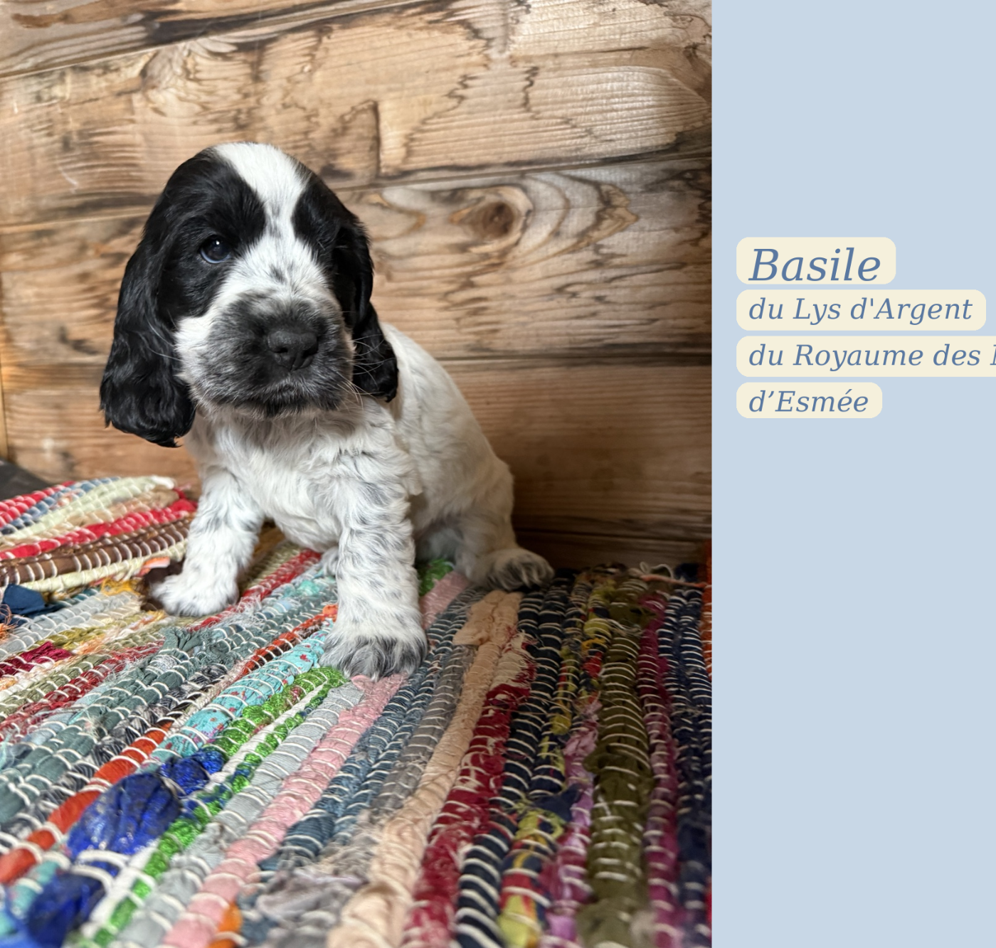 du Royaume des Merveilles d'Esmée - Chiots disponibles - Cocker Spaniel Anglais